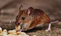 24 Hour & Emergency Exterminators in Buffalo Jct, VA
